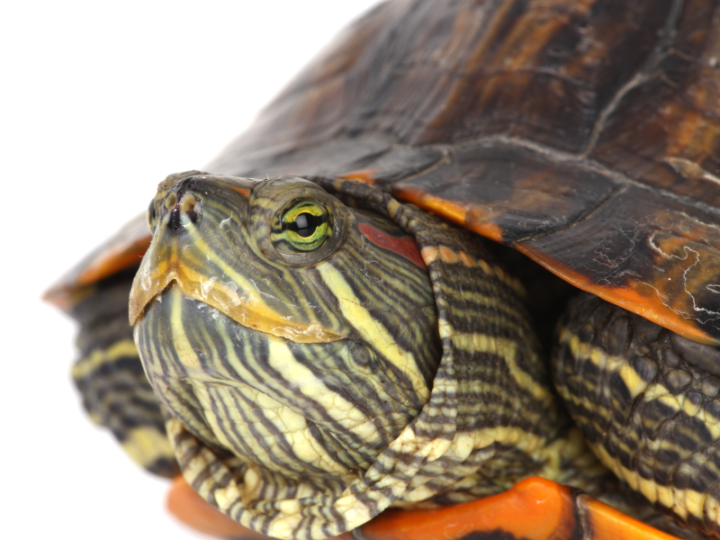 Tentang Kurakuraku.com