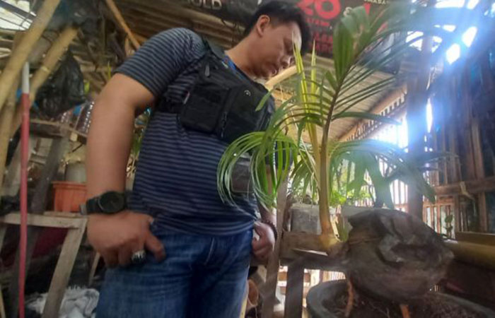 Kreatif! Warga Subang Buat Bonsai Kelapa Ukiran Kura-kura