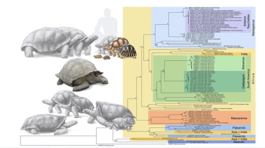 Astrochelys Rogerbouri, Spesies Baru Kura-kura 'Rakus' Madagaskar