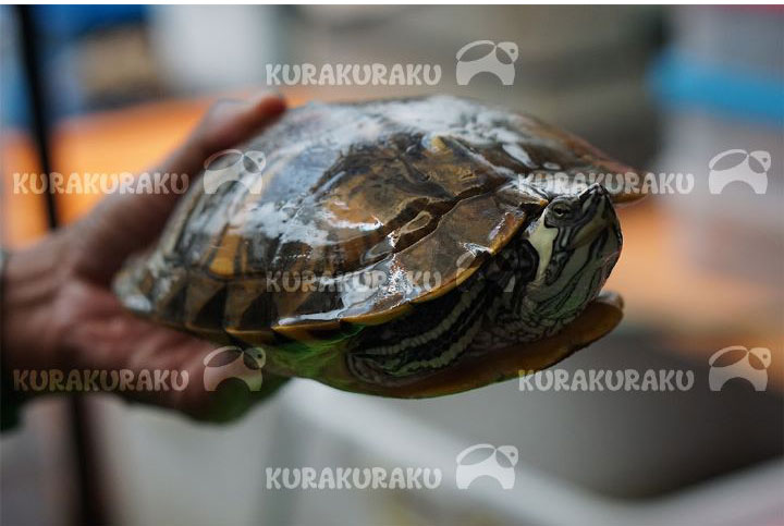 Kura-Kura Perut Kuning