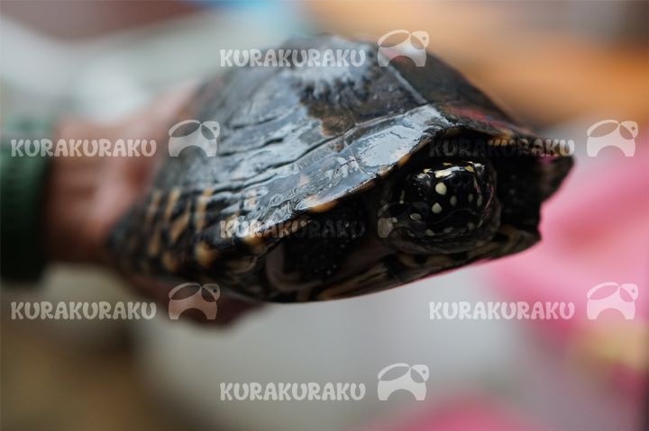 Hamiltonii Ukuran 13.5 cm